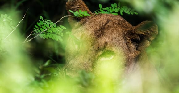 From Zanzibar: 3-Day Selous Safari Trip with Ferry Transfer