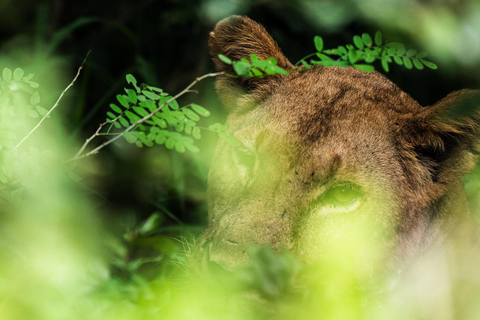 Von Sansibar aus: Selous G.R. Safari mit Übernachtung und Flügengemeinsame Safari