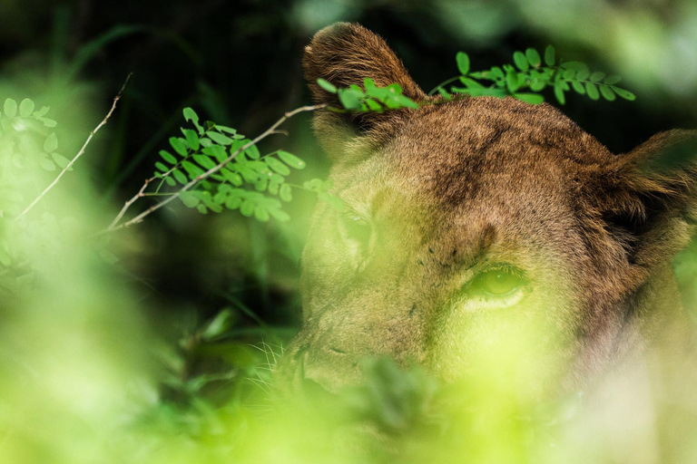 Depuis Zanzibar : Safari de nuit dans le Selous G.R. avec volssafari partagé