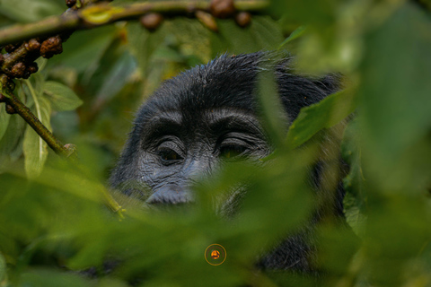 Uganda 10-dniowe safari wśród dzikich zwierząt i naczelnych.