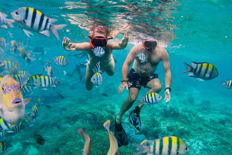 Mergulho com snorkel em Zanzibar +corais de jardim de estrelas-do-mar e floreszanzibar snorling e estrela-do-mar