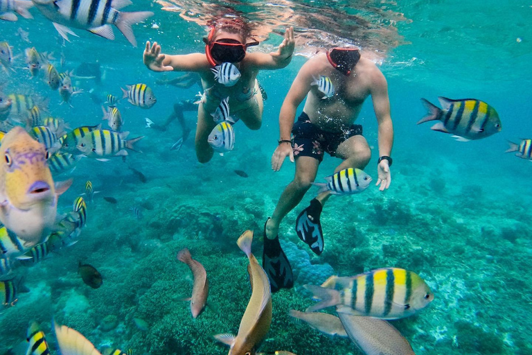 Mergulho com snorkel em Zanzibar +corais de jardim de estrelas-do-mar e floreszanzibar snorling e estrela-do-mar