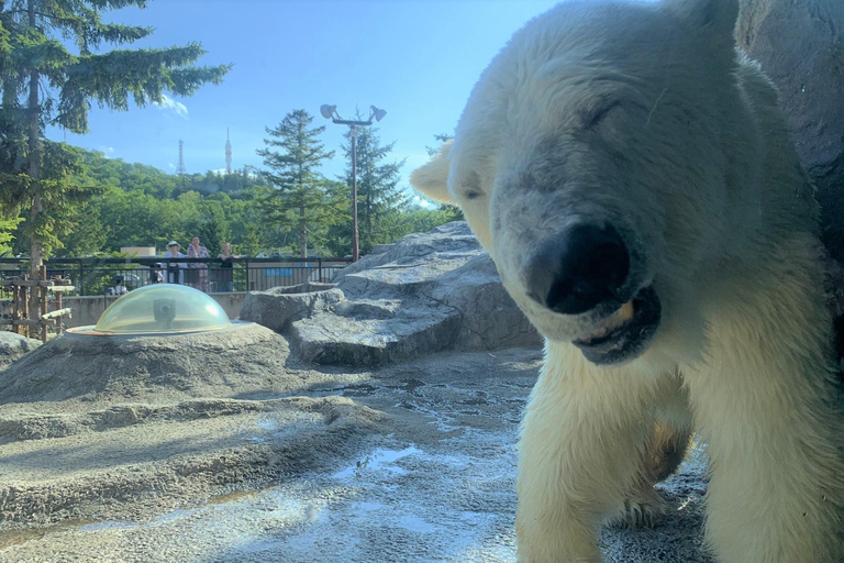 Hokkaido│Kurodake Ropeway, Asahiyama Zoo Autumn Leaves Tour