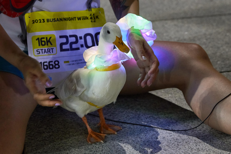 2026 Night Walk: Seoul Han River 14K or Busan Coastline 16K Hangang Night Walk 14K [Slot 2: 20PM]