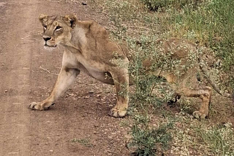 Nairobi: National Park Half-Day Safari with Hotel Pick-Up