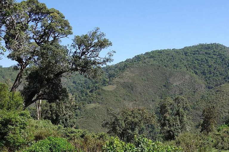 Nairobi: Kipipiri Bamboo Forest Hike with Transfer