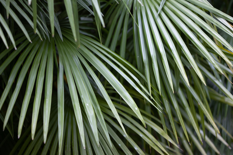 Ko’olau Waterfall Hike & Downhill Bike