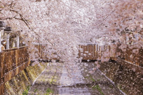 Seoul/Busan: Jinhae Cherry Blossom Festival Shuttle Bus From Seoul - Group Tour, meet at Dongdaemun (DDP)