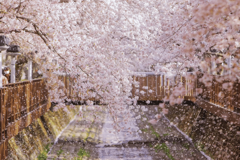 Seoul/Busan: Jinhae Cherry Blossom Festival Shuttle Bus From Seoul - Group Tour, meet at Dongdaemun (DDP)