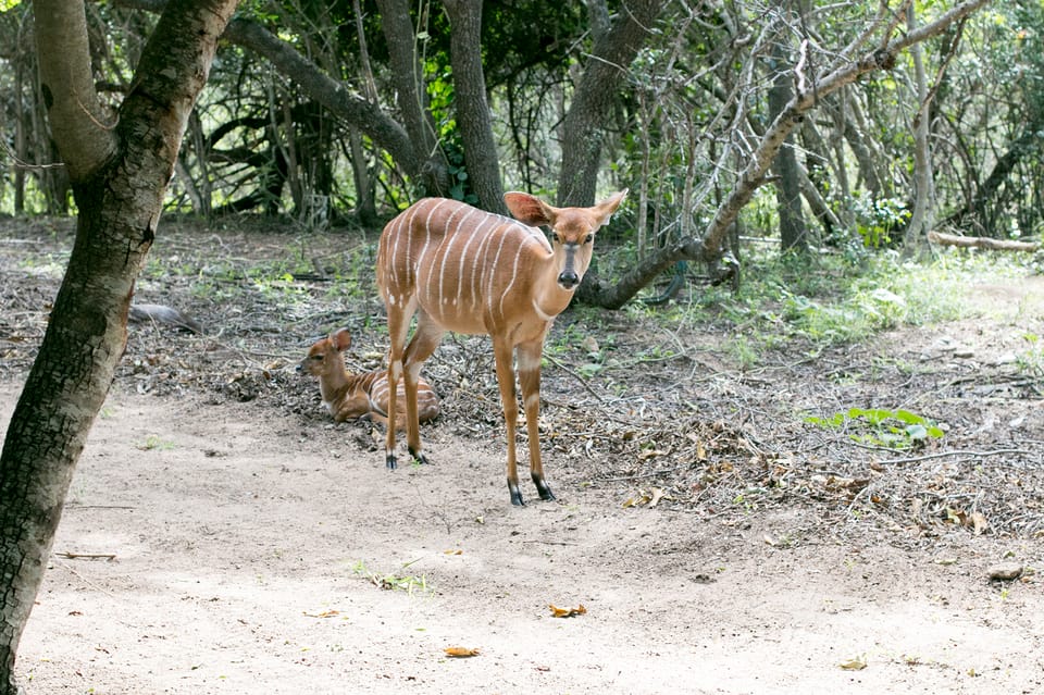 From Johannesburg: 3-Day Budget Kruger National Park Safari | GetYourGuide