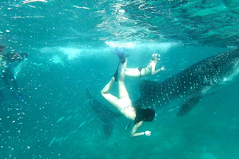 Cebu:Oslob Whale Sharks, Tumalog Falls & Moalboal Snorkeling