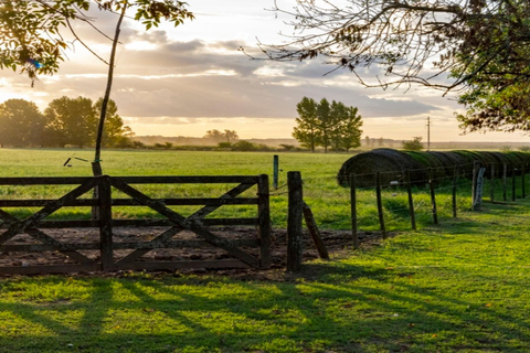从布宜诺斯艾利斯出发：埃尔翁布德阿雷科（含接送服务）从布宜诺斯艾利斯出发：阿雷科的奥姆布树，含接送服务