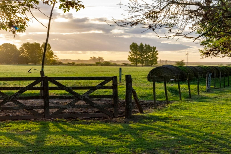 从布宜诺斯艾利斯出发：埃尔翁布德阿雷科（含接送服务）从布宜诺斯艾利斯出发：阿雷科的奥姆布树，含接送服务