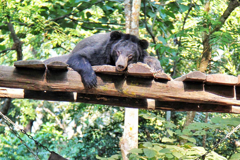 Visit buffalo farm, cooking-class forest, Kuang Si waterfall