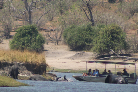 Excursión de un día a Chobe