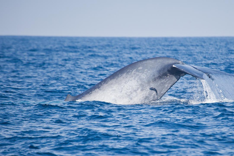 Sri Lanka Mirissa : Blue Whale Watching Day Tour