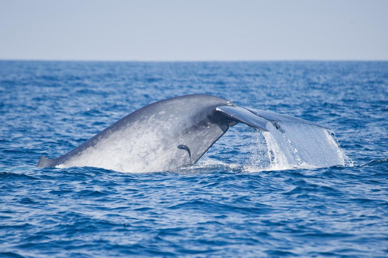 Sri Lanka Mirissa : Blue Whale Watching Day Tour