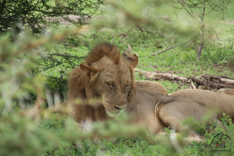 Selous : Un safari hors route d&#039;une journée au départ de Zanzibar