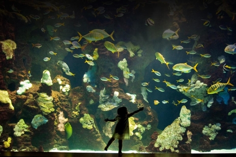 Entreekaart voor het aquarium van San Sebastian en stadswandelingSpaanse tour