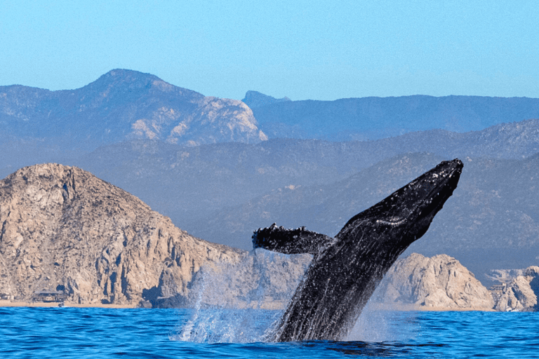 Los Cabos: Avistamiento de ballenas en barco con fondo de cristal