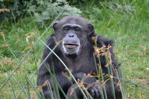 Entebbe : Entebbe Zoo und Botanischer Garten Tour