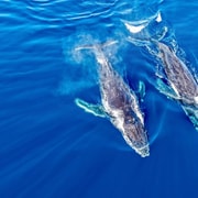 Coral Bay: Coral bay Whale Watching Experience