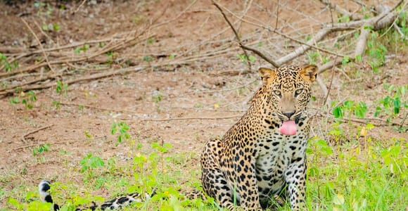 With Expert Guide Explore Yala National Park by 4×4 Jeep