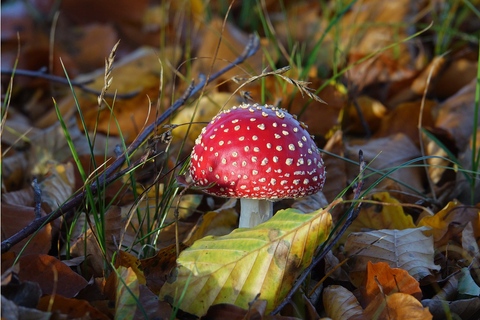 Private Tour Veluwe National Park and Kröller Müller Museum