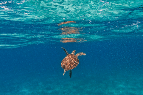 Tulum: Snorkeling at Paradise Reef