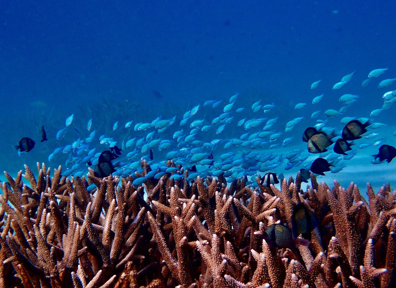 Exmouth: Guidet snorkeleventyr på Ningaloo Reef