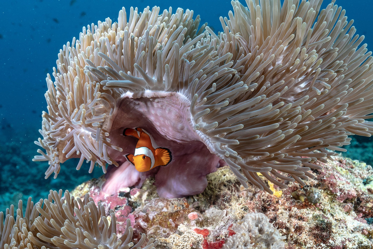 Gili Trawangan: Mergulho de descobertaGili Trawangan: Mergulho autônomo de descoberta