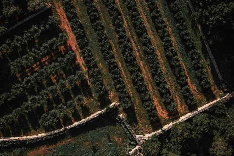 Menorca: Olive Oil Experience in Binissaida with Guided Tasting