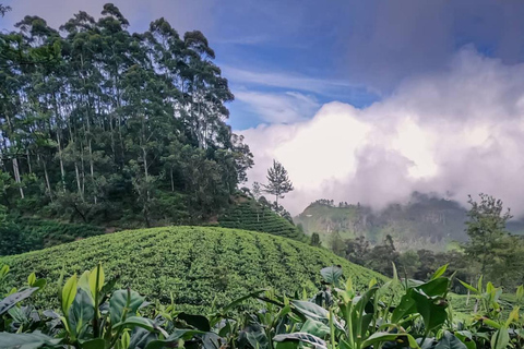 Kandy to Yala Transfer With Hidden Stops & Spice Garden