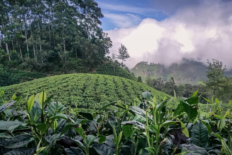 Kandy to Yala Transfer With Hidden Stops & Spice Garden