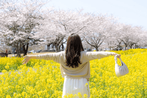 Jeju : cerisiers en fleurs de l'Est, colza et site UNESCO au printemps
