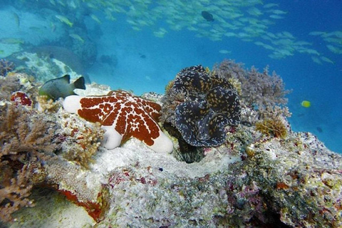 Vanuit Zanzibar Mnemba Eiland-Snorkelen Dagtour met Lunch