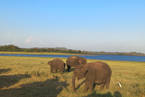 Vanuit Habarana: Minneriya Nationaal Park 4x4 Jeepsafari