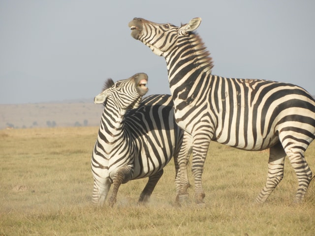 Nairobi park, Elephant & Giraffe centre(Small group tour)