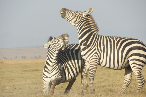 Private Nairobi National Park Drive in 4*4 landcruiser