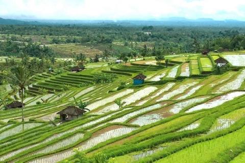 Bali : Trekking au lever du soleil dans la rizière de Jatiluwih avec petit-déjeunerSans les droits d'entrée et le petit déjeuner