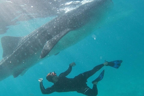 Cebu : Rencontre avec les requins-baleines, chutes de Tumalog et Sumilon SanbarCebu City : Requins-baleines, île de Sumilon et chutes de Tumalog