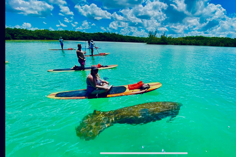 Naples, FL: Guided Standup Paddleboard or Kayak Tour Marco Island: Guided Standup Paddleboard or Kayak Tour