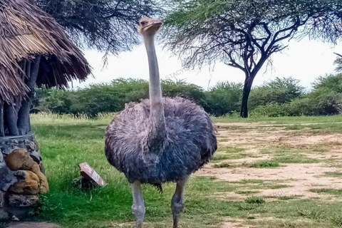Mombasa: Nguuni Wildlife Walk & Mijikenda Village Experience