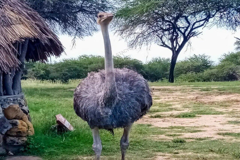 Mombasa: Nguuni Wildlife Walk & Mijikenda Village Experience