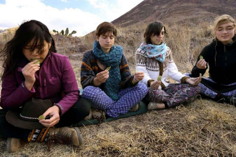 Wachuma (San Pedro) Ceremonie 1 Dag - gedeeld - privé