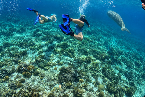 Coron: Dugong and Turtle Watching Tour w/ Lunch & Transfers