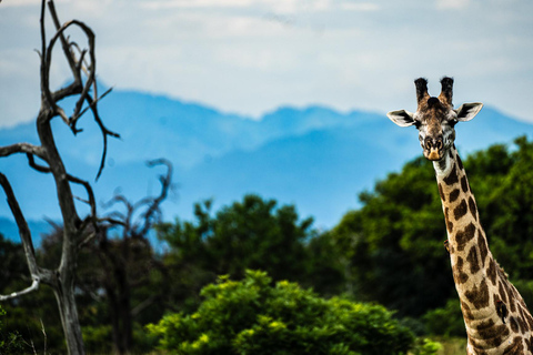From Zanzibar: Best Day Safari Mikumi with flights and lunch