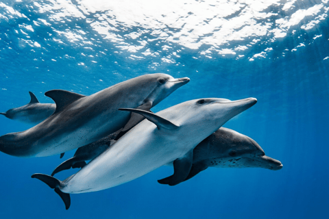 Clear Kayak Tour, Horseback Riding, Spice Tour, Lunch Break