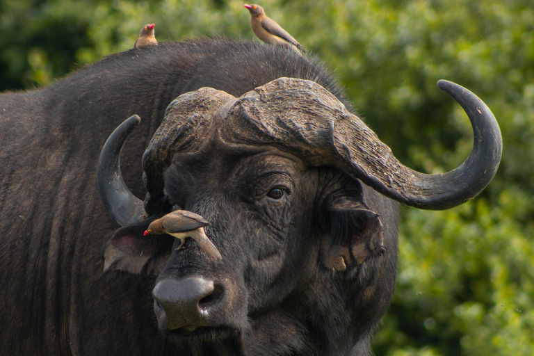 Nairobi National Park half day guided tour.