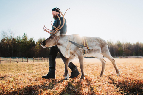 Rovaniemi: Caminhada com renas
